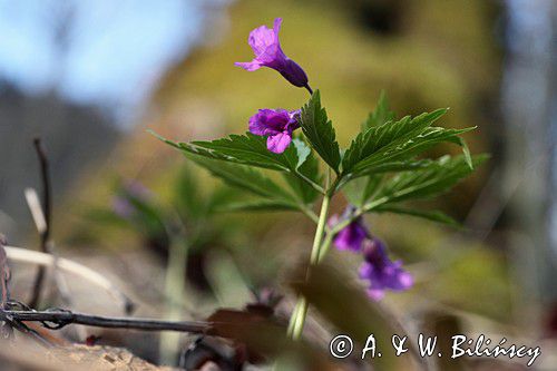 żywiec gruczołowaty Dentaria glandulosa