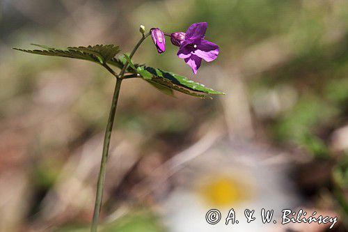 żywiec gruczołowaty Dentaria glandulosa