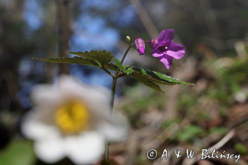 żywiec gruczołowaty Dentaria glandulosa, fot. A.& W. Bilińscy