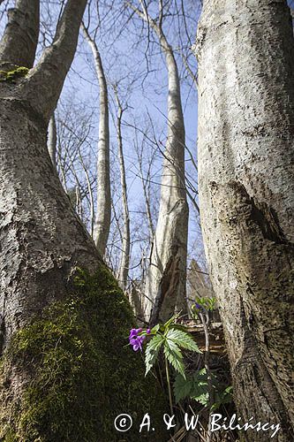 żywiec gruczołowaty Dentaria glandulosa
