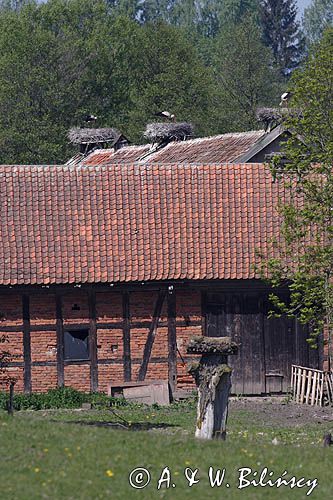 żywkowo, bociania wieś, bocian biały/ciconia ciconia/, Warmia