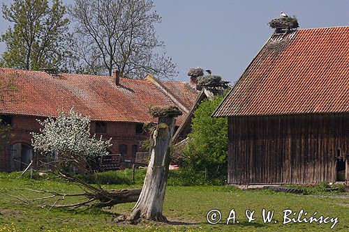 żywkowo, bociania wieś, bocian biały/ciconia ciconia/, Warmia