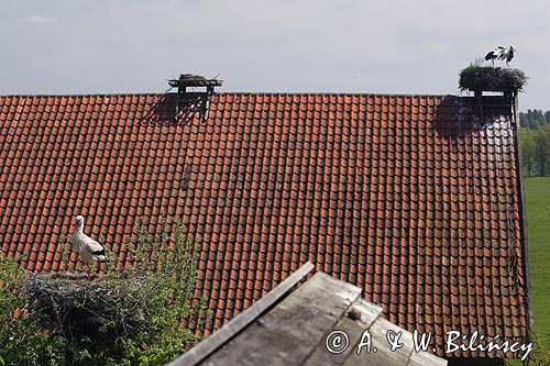 żywkowo, bociania wieś, bocian biały/ciconia ciconia/, Warmia