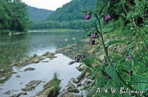 Żywokost lekarski Symphytum officinale L.) , zwyczajowo nazywany także kosztywałem, nad Sanem, Polska