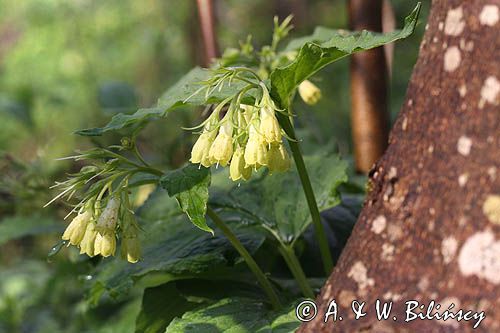 żywokost sercowaty, Symphytum cordatum, kwiaty