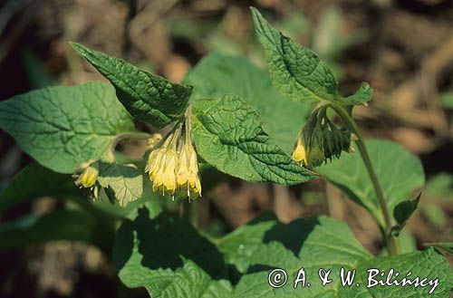żywokost sercowaty Symphytum cordatum)