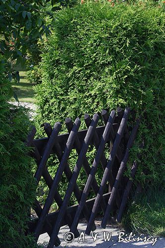 żywopłot tuja, thuja, żywotnik