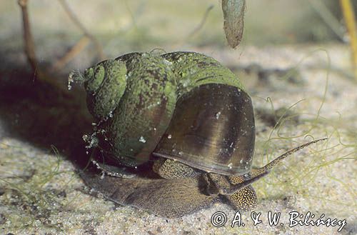 żyworódka Viviparus viviparus