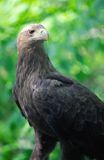 white-tailed sea eagle Haliaetus albicilla