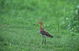 Rycyk, szlamik rycyk, szlamnik rycyk, Limosa limosa