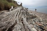 Aebelo, martwe drzewo na plaży, Kattegat, Dania