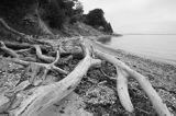 Aebelo, martwe drzewo na plaży, Kattegat, Dania