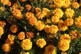 aksamitka, Tagetes