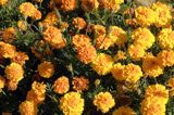 aksamitka, Tagetes