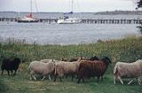 Owce na wyspie Huso na Alandach, Alandy, Finlandia