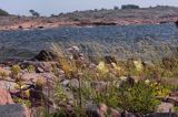 wyspa Rodhamn, Alandy, Finlandia Rodhamn Island, Alands, Finland arcydzięgiel litwor, wiązówka błotna, kozłek Archangelica officinalis, Filipendula ulmaria