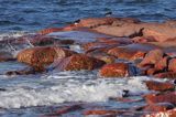 wyspa Rodhamn, Alandy, Finlandia, ostrygojady, Haematopus ostralegus Rodhamn Island, Alands, Finland