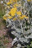 Starzec polny Senecio integrifolius maritimus, wyspa Alderney, Channel Islands, Anglia, Wyspy Normandzkie, Kanał La Manche