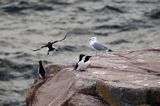 Alki, alka krzywonosa, Alca torda, mewa srebrzysta Larus argentatus