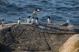 Alki, alka krzywonosa, Alca torda, mewa srebrzysta Larus argentatus