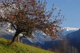jabłoń, Alpy Francuskie, Rhone Alps, Górna Sabaudia, La Haute Savoie