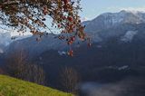 jabłoń, Alpy Francuskie, Rhone Alps, Górna Sabaudia, La Haute Savoie