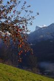 jabłoń, Alpy Francuskie, Rhone Alps, Górna Sabaudia, La Haute Savoie