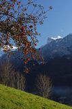 jabłoń, Alpy Francuskie, Rhone Alps, Górna Sabaudia, La Haute Savoie