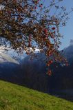 jabłoń, Alpy Francuskie, Rhone Alps, Górna Sabaudia, La Haute Savoie