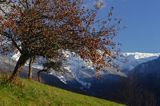 jabłoń, Alpy Francuskie, Rhone Alps, Górna Sabaudia, La Haute Savoie