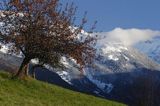 jabłoń, Alpy Francuskie, Rhone Alps, Górna Sabaudia, La Haute Savoie