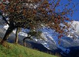 Jabłoń w Alpach Francuskich górna Sabaudia, Francja, La Haute Savole