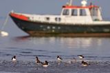 ostrygojady, Haematopus ostralegus, Wyspa Ameland, Wyspy Fryzyjskie, Holandia, Waddensee, Morze Wattowe