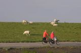 ścieżka rowerowa, Wyspa Ameland, Wyspy Fryzyjskie, Holandia, Waddensee, Morze Wattowe