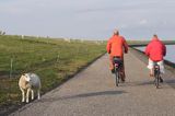 ścieżka rowerowa, Wyspa Ameland, Wyspy Fryzyjskie, Holandia, Waddensee, Morze Wattowe