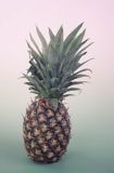 Ananas, Ananas jadalny, Ananas comosus