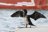 Kormoran czarny, Phalacrocorax carbo