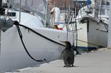 Kormoran czarny, Phalacrocorax carbo