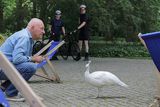 Warszawa, Łazienki Królewskie, Arkadiusz Szaraniec i biały paw, Pavo cristatus