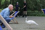 Warszawa, Łazienki Królewskie, Arkadiusz Szaraniec i biały paw, Pavo cristatus