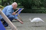 Warszawa, Łazienki Królewskie, Arkadiusz Szaraniec i biały paw, Pavo cristatus