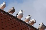 mewy oczekujące na resztki rzucane z kutra w Aarsdale, Bornholm, Dania