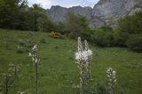 Asphodelus ramosus, Asfodel gałęzisty, Fuente De, Kantabria, Picos de Europa, Hiszpania