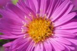 aster