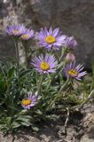 aster alpejski Aster alpinus