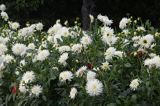 Aster chiński igiełkowy - biały Callistephus chinensis acus