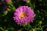 aster krzaczasty, Aster dumosus