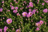 aster krzaczasty, Aster dumosus