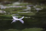 Piórko, łabędź niemy, Cygnus olor