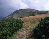 Babia Góra, Babiogórski Park Narodowy, Diablak, kosodrzewina, sosna górska, kosówka właściwa, Pinus mugo